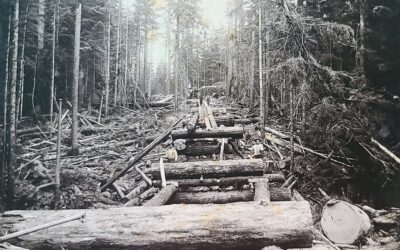 How Many Loggers Can You See?